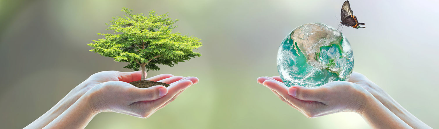 Tree planting and earth on volunteer's hands for World environment day concept. Element of this image furnished by NASA