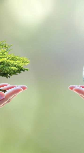 Tree planting and earth on volunteer's hands for World environment day concept. Element of this image furnished by NASA